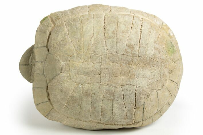 Inflated Fossil Tortoise (Stylemys) - South Dakota #316910